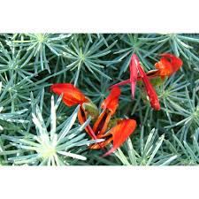 Image result for Lotus berthelotii
