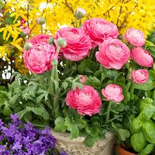 Image result for Ranunculus
