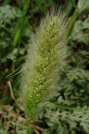 Image result for Polypogon