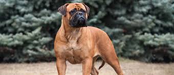 Earn points & unlock badges learning, sharing & helping adopt. Bullmastiff Puppies For Sale Greenfield Puppies