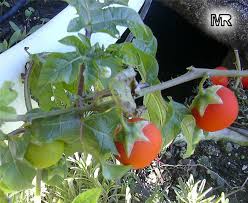 Image result for Solanum capsicoides