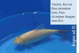 Alga tersebut tidak hanya berfungsi sebagai pakan bagi larva kakap putih, tetapi. Perkenalkan Ikan Kaviat Si Pemakan Kutu Ikan Koi Kigoi