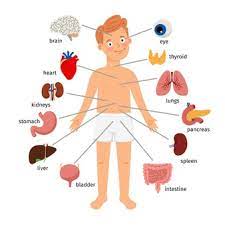 Remind students that these parts of the body are private. Free Vector Human Internal Organs Infographic Poster