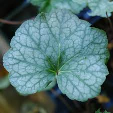 Image result for heuchera americana