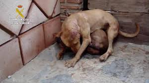 Vídeos de porno infantil destapan red de peleas de perros en Málaga |  Andalucía Información. Todas las noticias de Andalucía
