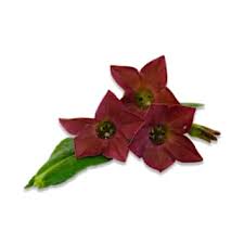 Image result for Nicolasia coronata