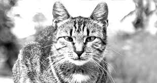 Check spelling or type a new query. Are We Doing Too Much For Our Sick Pets