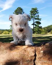Pin On Yorkies