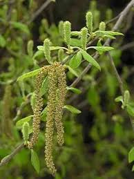 Birch Trees In Florida Pin On Florida Native Trees