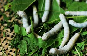 Breeding Silkworms Clubfauna Silkworm Life Cycle Silkworm Life Cycles