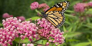 Learn the best flowers that attract butterflies and how to build butterfly gardens. Best Perennials For Zone 5 Visit The Plant Experts At Platt Hill Nursery