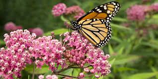 Neem oil should be avoided on heavily flowering plants as it will discourage pollinators from visiting flowers. Best Perennials For Zone 5 Visit The Plant Experts At Platt Hill Nursery