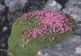 Image result for Aeschynomene mossoensis