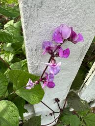 Image result for Dolichos angustifolius