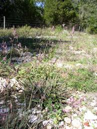 Image result for Eragrostis schweinfurthii