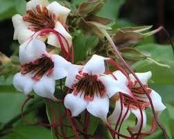 Image result for Strophanthus kombe