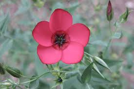 Image result for Linum