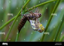 eclosion of king dragonfly Stock Photo - Alamy
