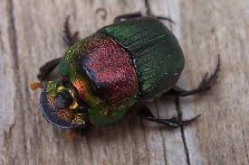Scarabs are a mesmerizingly diverse family of beetle found in every part of the world except in the oceans and on. Scarab Beetle Phanaeus Vindex Bugguide Net