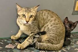 Buy pets online in india at best price from only4pets. Internet S New Hero Kerala Man Who Went To Court To Get His Cats The Biscuits They Need The News Minute