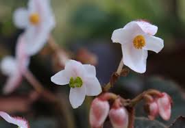 Image result for Begoniaceae