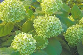 Another variety is the annabelle. Gardening Beautiful Bloomers Winnipeg Free Press Homes