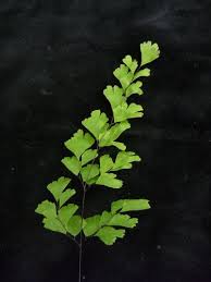 Image result for Adiantum capillus-veneris