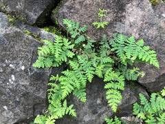 Image result for Aleuritopteris