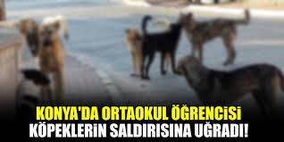 konya da ortaokul ogrencisi kopeklerin saldirisina ugradi