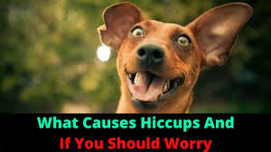 Another theory is that hiccups are your puppy's way of relieving gas or there are, of course, many wives' tales about how to get rid of human hiccups, such as holding your breath, pulling on your tongue, or being scared. My Dog Has Hiccups Is It Normal Or Should I Be Worried Youtube