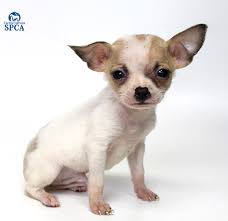 This black, tan & white chihuahua dog id: Squirt Id 24908091 7 Week Old White And Tan Male Chihuahua Blend Central California Spca Fresno Ca