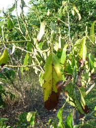 We did not find results for: Forum Fruit Trees Salt Tolerance Sydney
