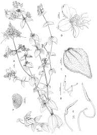 Image result for Heterotis amplexicaulis