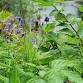Foraging Walk - Summer