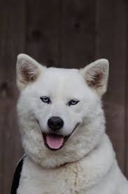 So Cute 3 Dog Breeds Funny Dog Faces Best Large Dog Breeds