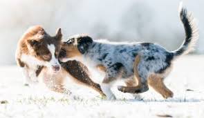 Australian stumpy tail cattle dog puppy for sale in taylorsville, nc, usa. Australian Stumpy Tail Cattle Dog Im Rasseportrait Zooroyal Magazin