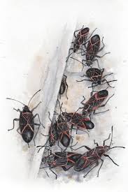 They are punctual every 6 months. Good Bugs In The Garden And Six Really Bad Ones Oregonlive Com