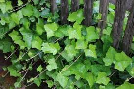 Pin On Beneficios Para Saude