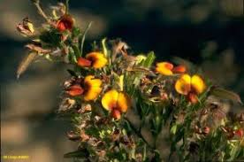 Image result for Acacia eriocarpa