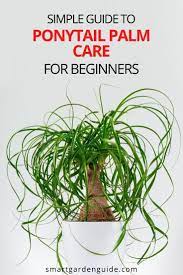 How To Care For A Ponytail Palm Indoors Smart Garden Guide Ponytail Plant Ponytail Palm Care House Plant Care