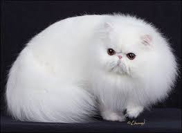 Www.keepsthelitterinthebox.com/ persian cats are one of the oldest breeds. Cfa Persian Breed Council Solid Division Winners 2015 2016 Cats Cats And Kittens Beautiful Cats