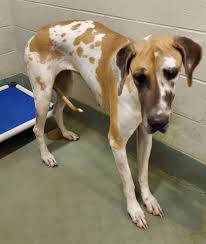 Maybe you would like to learn more about one of these? Dog For Adoption More Danes A Great Dane In Coal City Il Petfinder