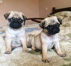 Looking for a pug puppy or dog in houston, texas ? Pug For Sale In Texas Houston 52123 Petzdaddy