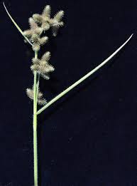 Image result for Fuirena ciliaris