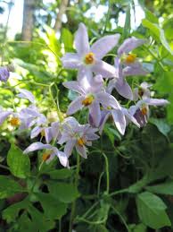 Image result for Solanum seaforthianum