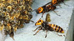The crab spider, for example, hides on flowers and grabs bumble bees with its front legs. Absurd Creature Of The Week The Huge Bee Decapitating Hornet That Can T Survive Group Hugs Wired