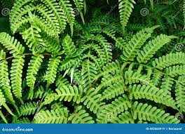 Image result for Histiopteris