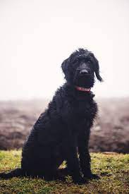 Disney The Black Labradoodle Puppy Alleycat Photography Black Labradoodle Black Labradoodle Puppy Labradoodle Puppy