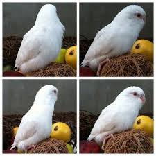 Albino Pacific Parrotlets Parrotlet Parrotlets For Sale Cute Birds