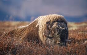 We offer musk ox safari, moose safari and other safaris in norwegian mountain nature. The Norwegian Giant A 400 Kg Moskus Can Run In 60 Km H This One Is Sleeping Photo To Art Wild Nature Nature Pictures